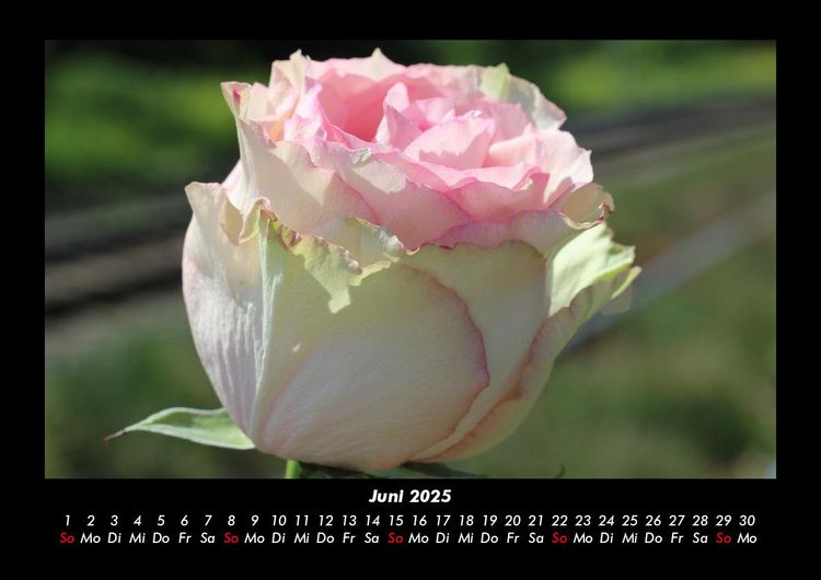 Produktbild: Blumenzauber 2025 Fotokalender DIN A3