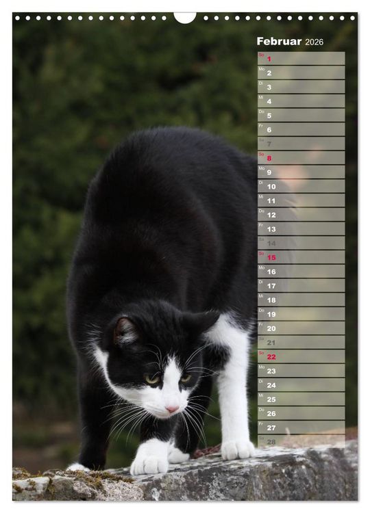 Produktbild: Hauskatzen (Wandkalender 2026 DIN A3 hoch), CALVENDO Monatskalender