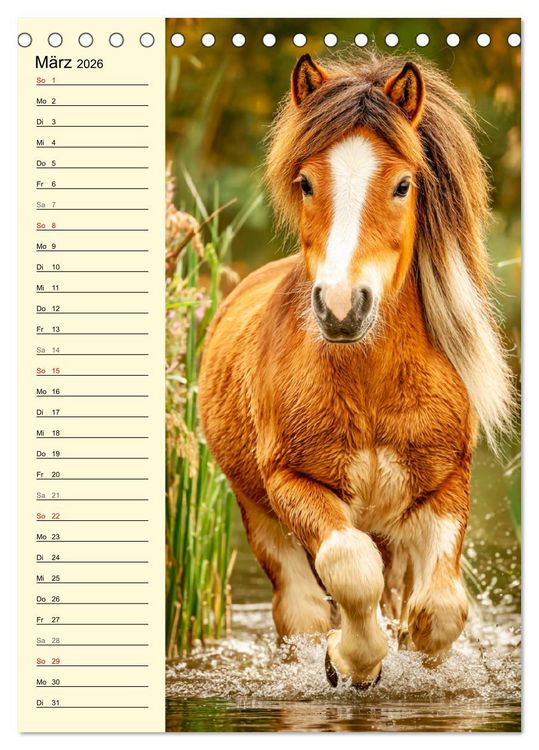 Produktbild: Zauber der Ponys. Kleine Pferde in der Natur (Tischkalender 2026 DIN A5 hoch), CALVENDO Monatskalender