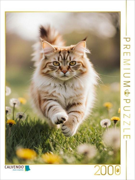 Produktbild: CALVENDO Puzzle Die Maine Coon Katze l&auml;uft voller Energie durch eine bl&uuml;hende Fr&uuml;hlingswiese. | 2000 Teile Lege-Gr&ouml;&szlig;e 90x67cm Foto-Puzzle f&uuml;r gl&uuml;cklic