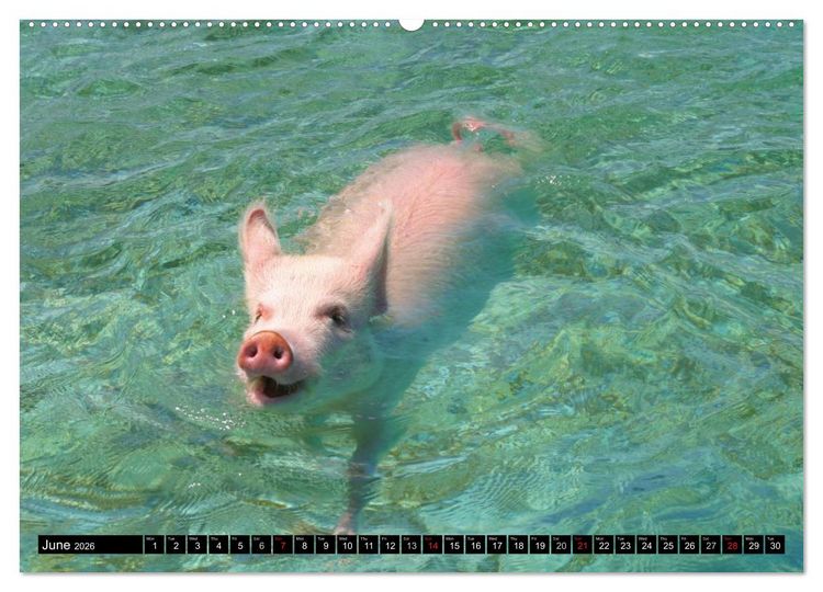 Produktbild: The Swimming Pigs of Bahamas (High Quality Premium Wall Calendar 2026 DIN A2 landscape),CALVENDO 12 Month Wall Calendar