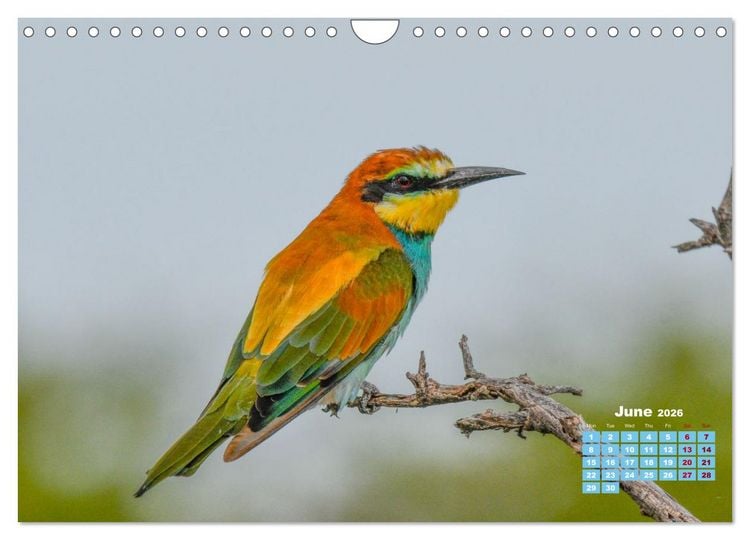 Produktbild: Birds of the Southern African Wild (Wall Calendar 2026 DIN A4 landscape), CALVENDO 12 Month Wall Calendar