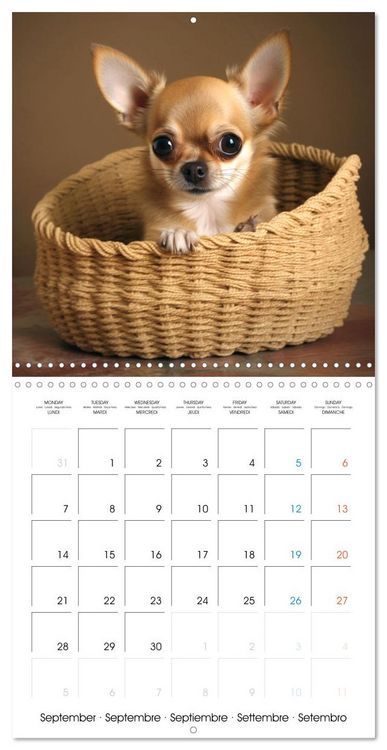 Produktbild: Portraits de petits chiens (Calendrier mural carr&eacute; 2026 30x30 cm) Calendrier double avec une page pour vos prises de notes