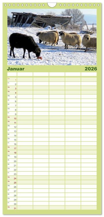 Produktbild: Familienplaner 2026 - Sch&auml;fchen z&auml;hlen - mit Schafen durchs Jahr mit 5 Spalten (Wandkalender, 21 x 45 cm) CALVENDO