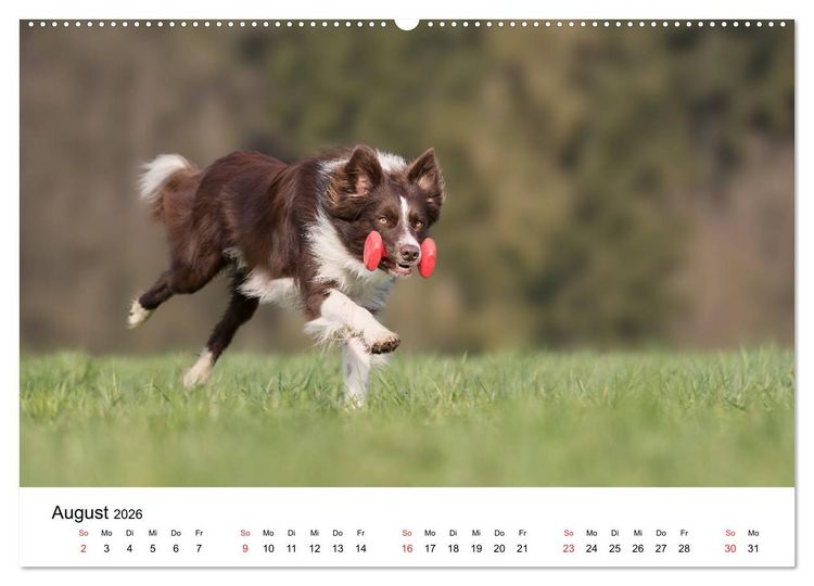 Produktbild: Border Collie - Bunt und clever! (hochwertiger Premium Wandkalender 2026 DIN A2 quer), Kunstdruck in Hochglanz