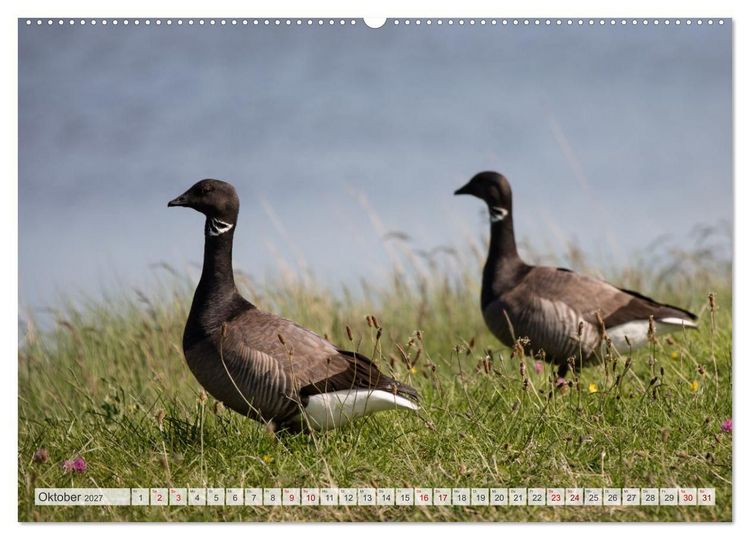 Produktbild: Wundersch&ouml;ne Hallig Hooge (Wandkalender 2027 DIN A2 quer), CALVENDO Monatskalender