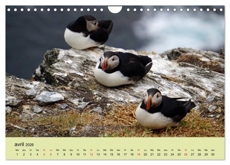 Produktbild: Macareux-moines Des petits oiseaux originaux! (Calendrier mural 2026 DIN A4 vertical), CALVENDO calendrier mensuel