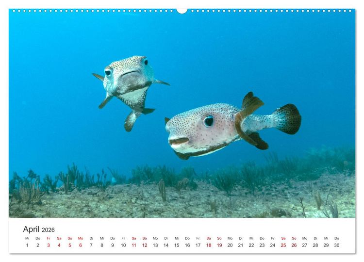Produktbild: Tiefsee - Ein Abenteuer ins Unbekannte. (hochwertiger Premium Wandkalender 2026 DIN A2 quer), Kunstdruck in Hochglanz