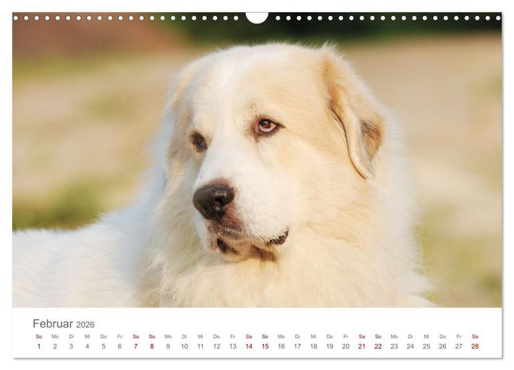 Produktbild: Pyren&auml;enberghunde (Wandkalender 2026 DIN A3 quer), CALVENDO Monatskalender
