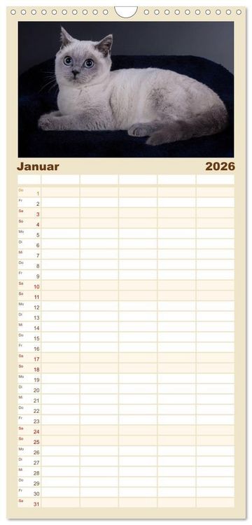 Produktbild: Familienplaner 2026 - Britisch Kurzhaar Katzen mit 5 Spalten (Wandkalender, 21 x 45 cm) CALVENDO
