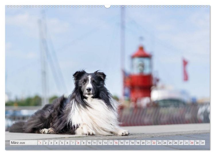 Produktbild: Hamburger Hafencity - Unterwegs mit den Shelties Finn und Louis (Wandkalender 2026 DIN A2 quer), CALVENDO Monatskalender