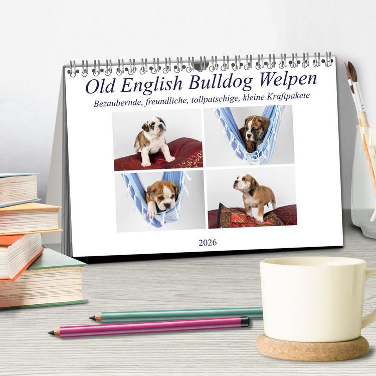 Produktbild: Old English Bulldog Welpen (Tischkalender 2026 DIN A5 quer), CALVENDO Monatskalender