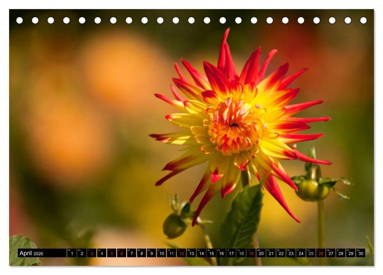 Produktbild: Dahlia - Dahlien (Tischkalender 2026 DIN A5 quer), CALVENDO Monatskalender