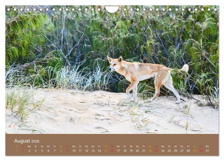 Produktbild: Australien, tierischer Kontinent (Wandkalender 2026 DIN A4 quer), CALVENDO Monatskalender