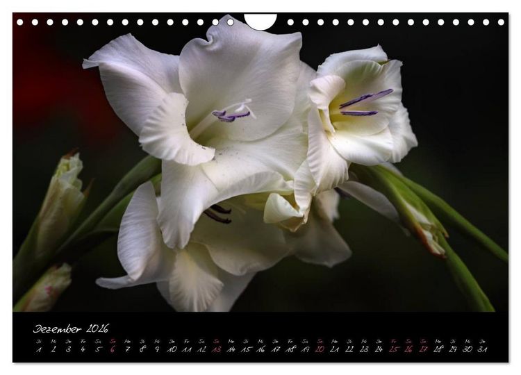 Produktbild: Soul-Jazz - Visuelle Musik der Blumen (Wandkalender 2026 DIN A4 quer), CALVENDO Monatskalender