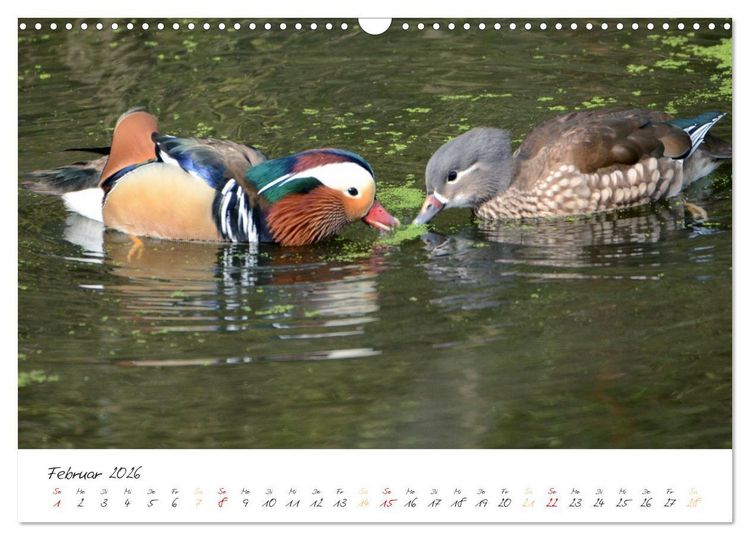 Produktbild: Mandarinenenten, die Liebe zur Natur (Wandkalender 2026 DIN A3 quer), CALVENDO Monatskalender
