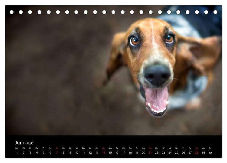 Produktbild: Der Basset, eine LANGE und besondere Liebe (Tischkalender 2026 DIN A5 quer), CALVENDO Monatskalender
