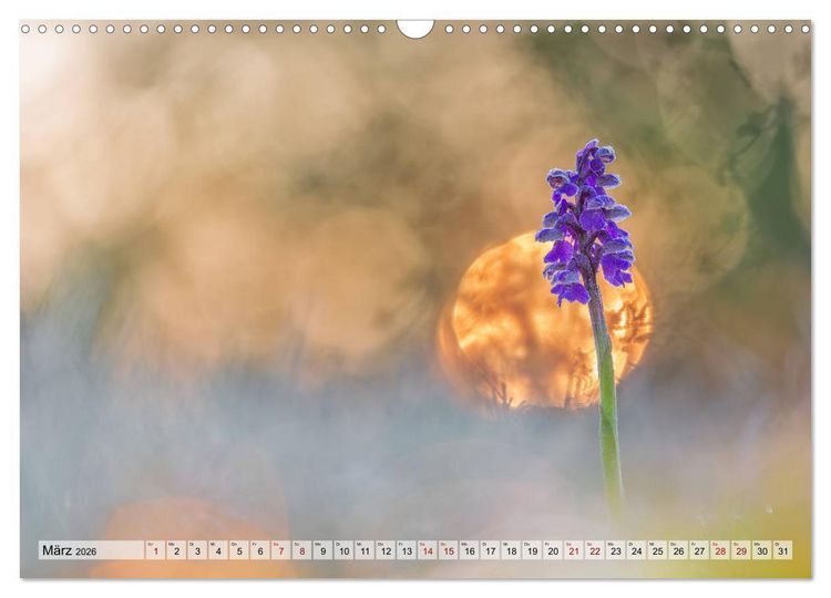 Produktbild: M&auml;rchenwelt der Wildblumen (Wandkalender 2026 DIN A3 quer), CALVENDO Monatskalender