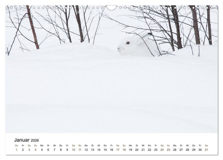 Produktbild: Finnland: eine tierische Entdeckungsreise (Wandkalender 2026 DIN A3 quer), CALVENDO Monatskalender