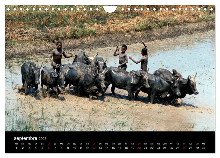 Produktbild: Madagascar L'&icirc;le aux merveilles (Calendrier mural 2026 DIN A4 vertical), CALVENDO calendrier mensuel