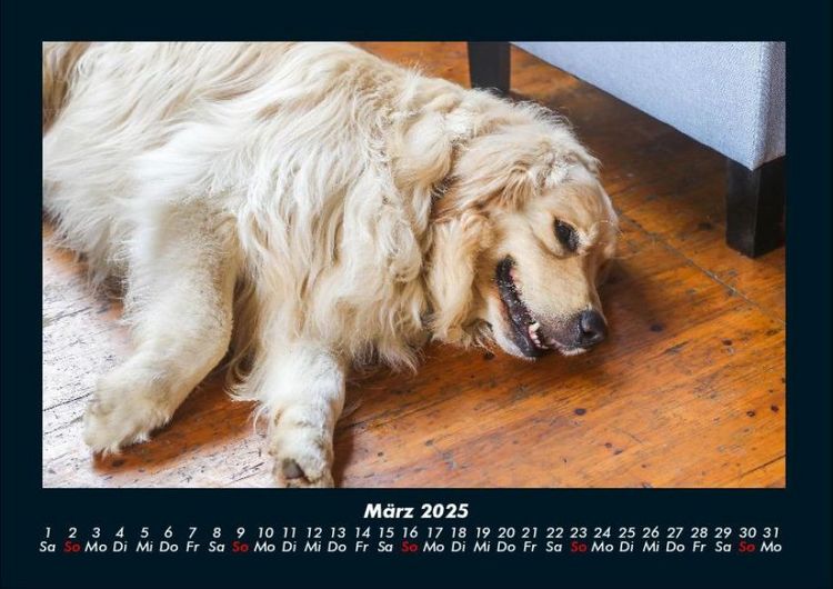 Produktbild: Hundezauber 2025 Fotokalender DIN A4