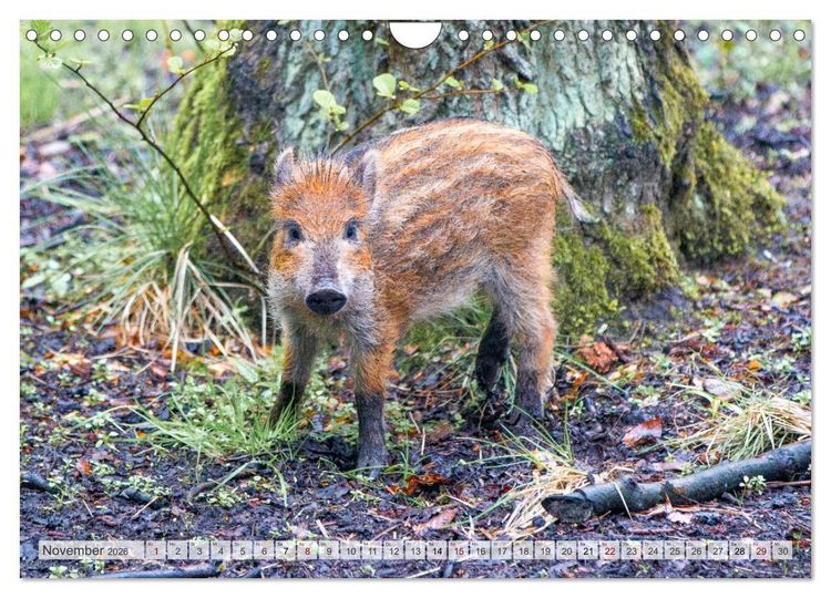 Produktbild: Wildschweine - Im Schatten des Waldes (Wandkalender 2026 DIN A4 quer), CALVENDO Monatskalender