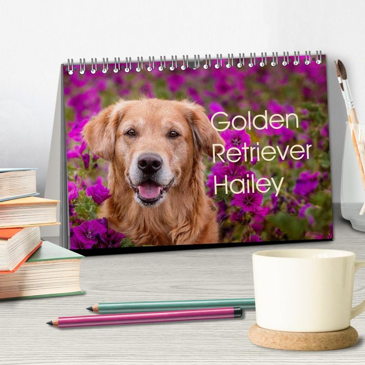Produktbild: Golden Retriever Hailey Fotokalender (Tischkalender 2026 DIN A5 quer), CALVENDO Monatskalender