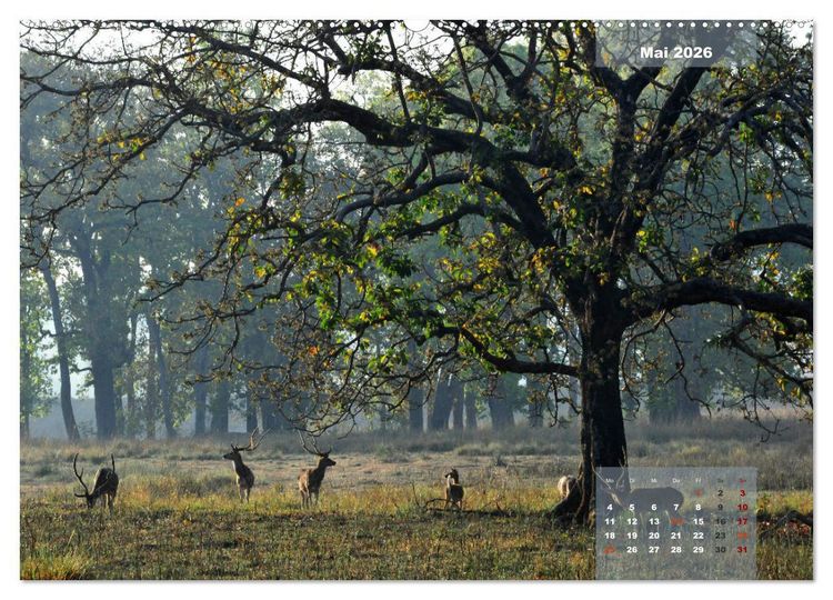 Produktbild: Wilde Tiere Indiens (hochwertiger Premium Wandkalender 2026 DIN A2 quer), Kunstdruck in Hochglanz
