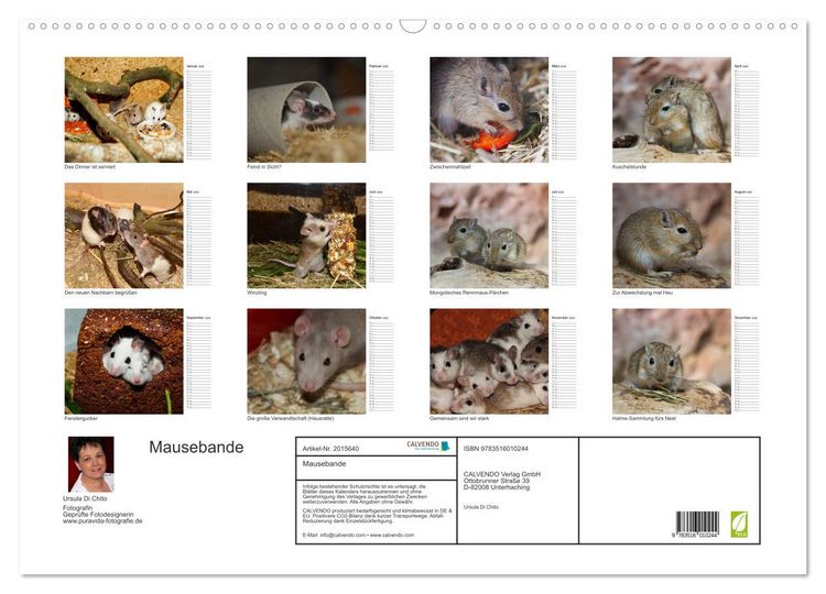 Produktbild: Mausebande (Wandkalender 2026 DIN A2 quer), CALVENDO Monatskalender