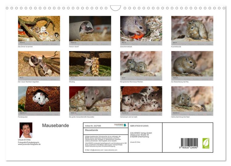 Produktbild: Mausebande (Wandkalender 2026 DIN A3 quer), CALVENDO Monatskalender