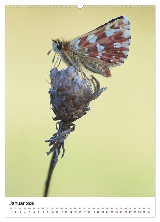 Produktbild: Insekten,Sch&ouml;nheiten der Natur (Wandkalender 2026 DIN A2 hoch), CALVENDO Monatskalender