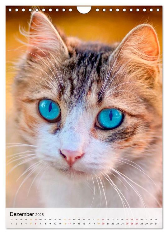 Produktbild: Katzen - s&uuml;&szlig; und kuschelig (Wandkalender 2026 DIN A4 hoch), CALVENDO Monatskalender