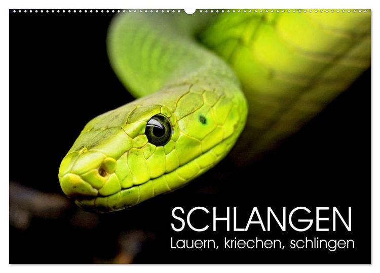 Produktbild: Schlangen. Lauern, kriechen, schlingen (Wandkalender 2026 DIN A2 quer), CALVENDO Monatskalender