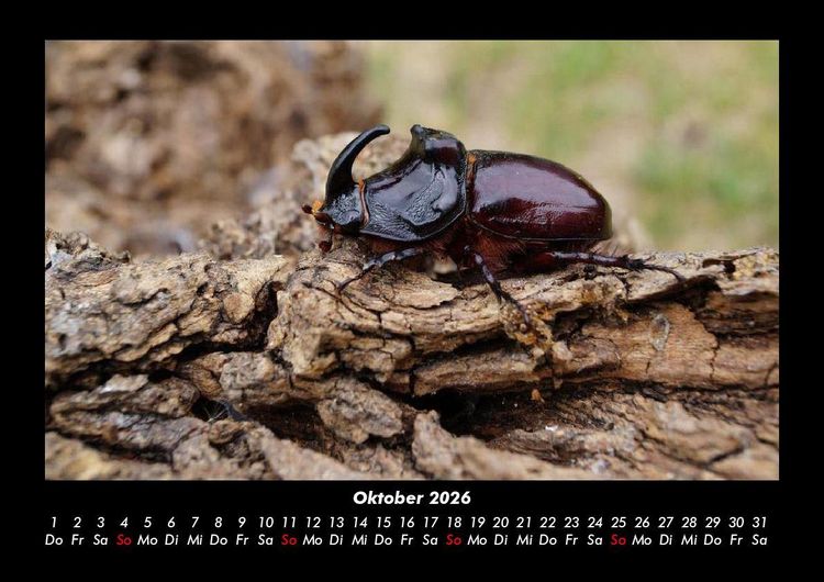 Produktbild: Waldbewohner 2026 Fotokalender DIN A3