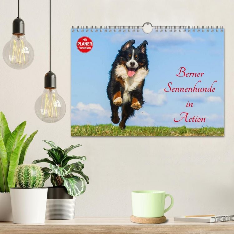 Produktbild: Berner Sennenhunde in Action (Wandkalender 2026 DIN A4 quer), CALVENDO Monatskalender