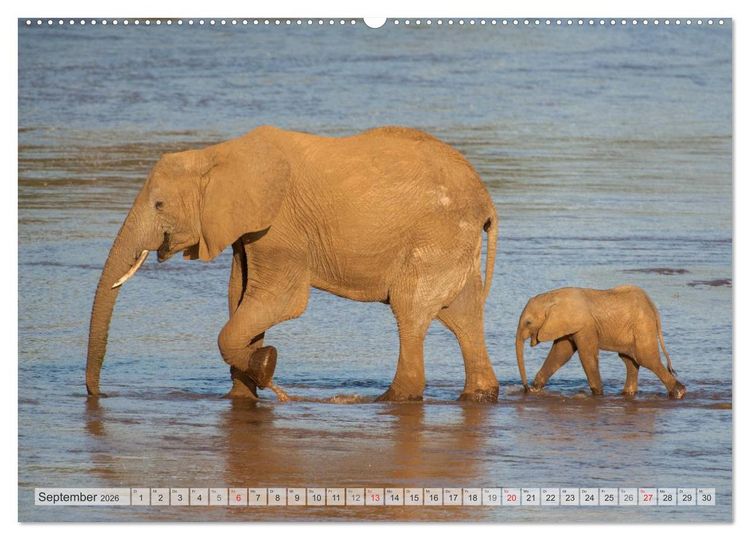 Produktbild: Emotionale Momente: Afrika Wildlife Part 2 / CH-Version (hochwertiger Premium Wandkalender 2026 DIN A2 quer), Kunstdruck in Hochglanz