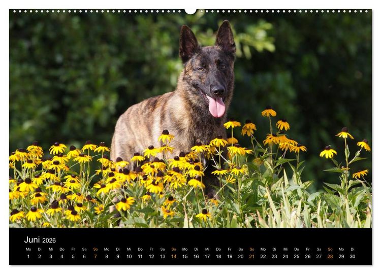 Produktbild: Holl&auml;ndischer Sch&auml;ferhund (Wandkalender 2026 DIN A2 quer), CALVENDO Monatskalender