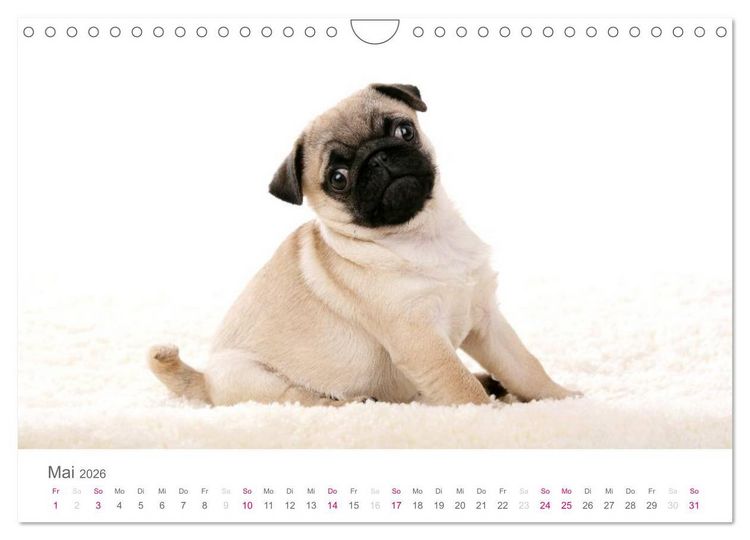 Produktbild: Mopswelpe Emma (Wandkalender 2026 DIN A4 quer), CALVENDO Monatskalender