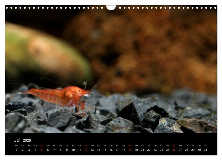 Produktbild: Zwerggarnelen - gepanzerte Juwelen im Aquarium (Wandkalender 2026 DIN A3 quer), CALVENDO Monatskalender