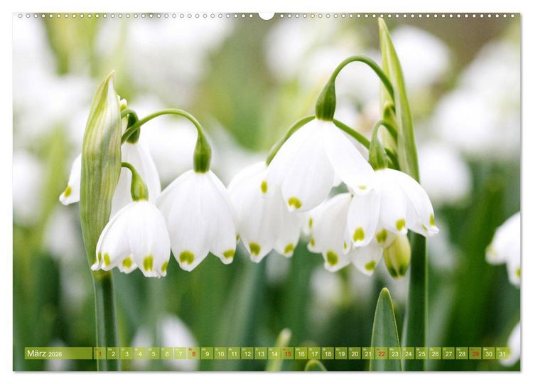 Produktbild: Wei&szlig;e Fr&uuml;hlingsbl&uuml;ten (hochwertiger Premium Wandkalender 2026 DIN A2 quer), Kunstdruck in Hochglanz