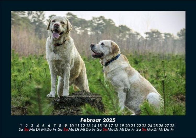 Produktbild: Hundezauber 2025 Fotokalender DIN A5