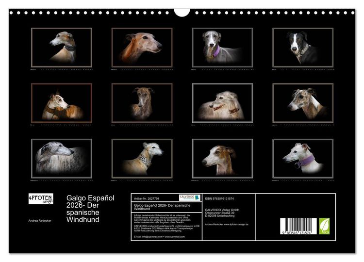 Produktbild: Galgo Espa&ntilde;ol 2026- Der spanische Windhund (Wandkalender 2026 DIN A3 quer), CALVENDO Monatskalender