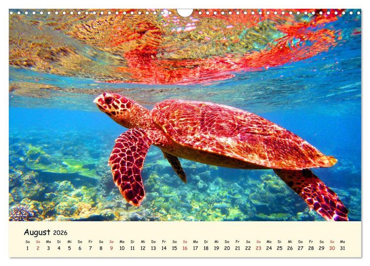 Produktbild: Faszination Meeresschildkr&ouml;ten (Wandkalender 2026 DIN A3 quer), CALVENDO Monatskalender