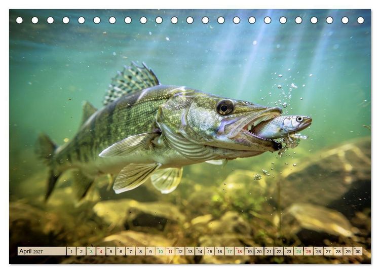 Produktbild: Zander im See (Tischkalender 2027 DIN A5 quer), CALVENDO Monatskalender