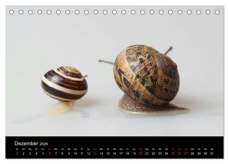 Produktbild: Lautlose Begleiter - Schnecken (Tischkalender 2026 DIN A5 quer), CALVENDO Monatskalender