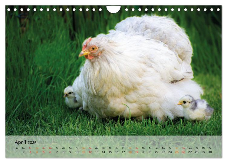 Produktbild: H&uuml;hner im Garten (Wandkalender 2026 DIN A4 quer), CALVENDO Monatskalender