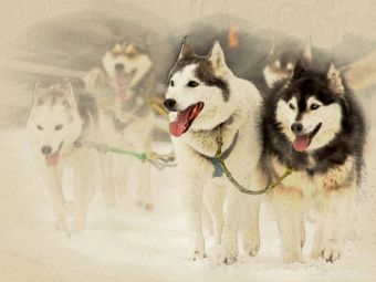 Produktbild: CALVENDO Puzzle Schlittenhunde | 1000 Teile Lege-Gr&ouml;&szlig;e 64x48cm Foto-Puzzle f&uuml;r gl&uuml;ckliche Stunden