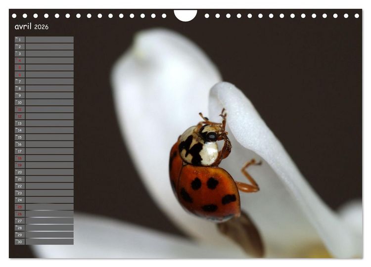 Produktbild: Coccinelles rouges &agrave; points noirs (Calendrier mural 2026 DIN A4 vertical), CALVENDO calendrier mensuel