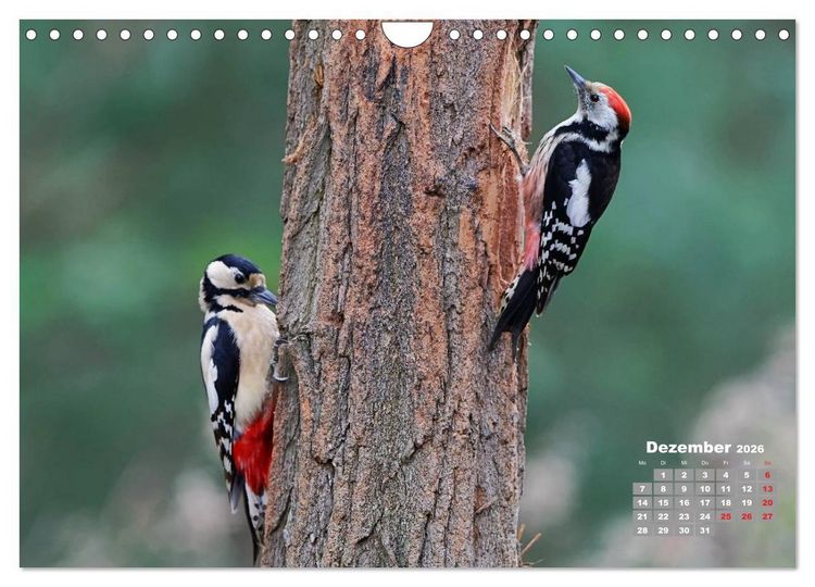 Produktbild: Echte Spechte (Wandkalender 2026 DIN A4 quer), CALVENDO Monatskalender