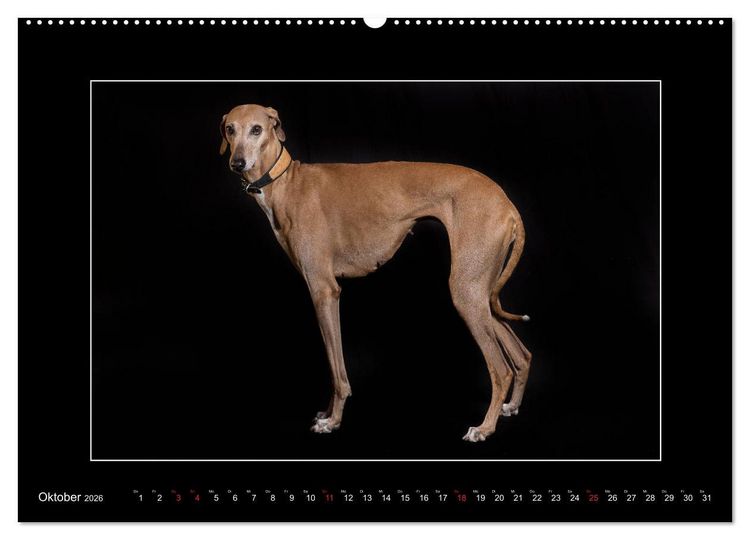 Produktbild: Windhunde - Schnelle Sch&ouml;nheiten (Wandkalender 2026 DIN A2 quer), CALVENDO Monatskalender